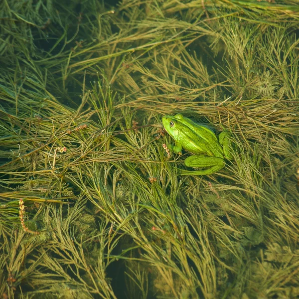 池の緑のカエル — ストック写真
