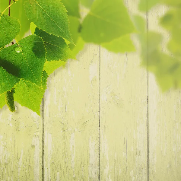 Fondo de primavera con follaje — Foto de Stock