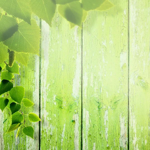 Spring background with foliage — Stock fotografie