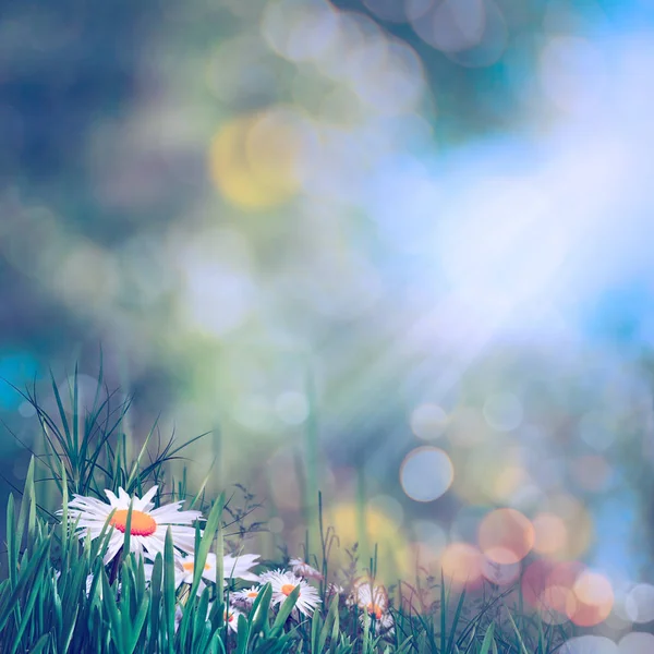 Suddig sommar landskap — Stockfoto