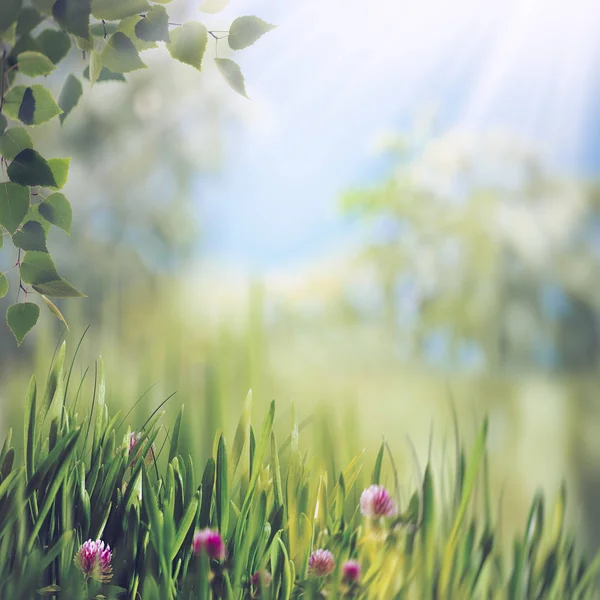 Suddig sommar landskap — Stockfoto