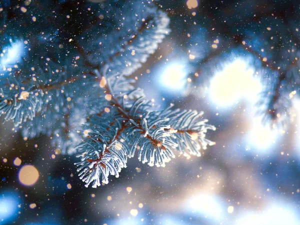 Frozen fir tree branch — Stock Photo, Image