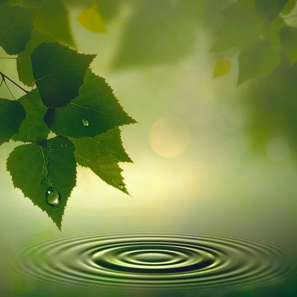 Зелене листя з краплями дощу — стокове фото