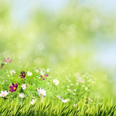 Güzellik yaz çayır