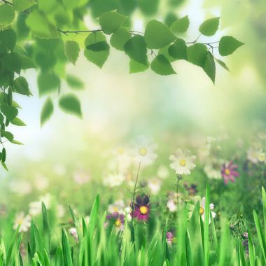 Güzellik yaz çayır 