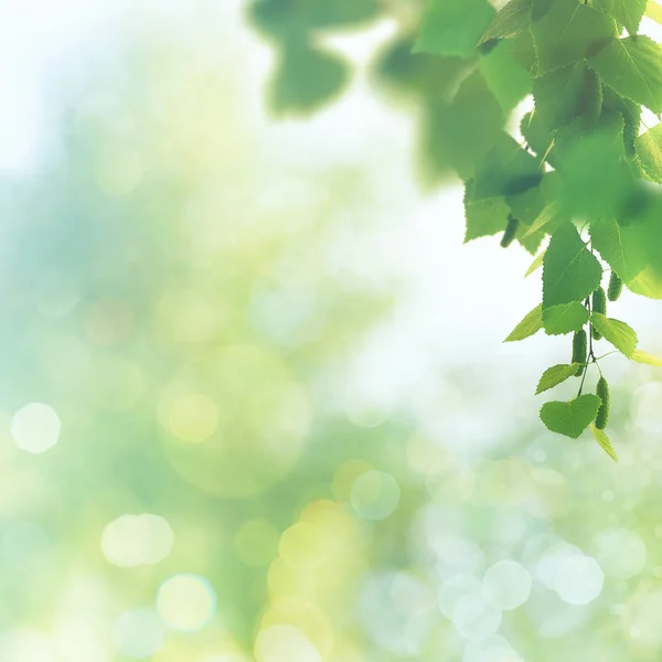 Primavera beleza e fundo de verão — Fotografia de Stock