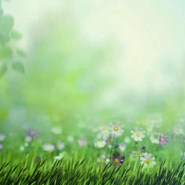 Beauty summer meadow — Stock Photo, Image