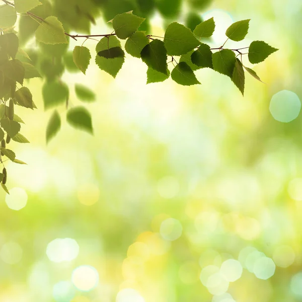 Schoonheid voorjaar en de zomer achtergrond — Stockfoto