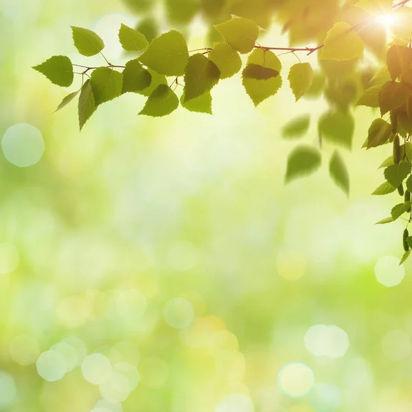 Primavera beleza e fundo de verão — Fotografia de Stock