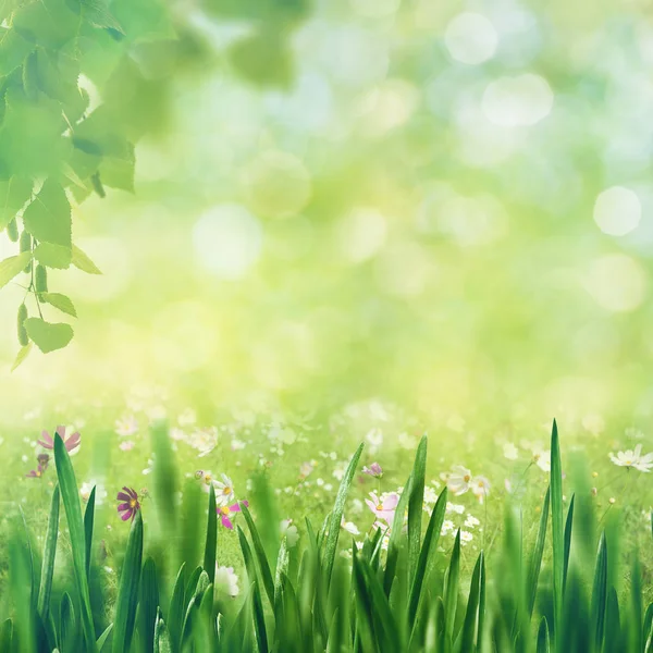Floresta de faia, fundo abstrato primavera — Fotografia de Stock