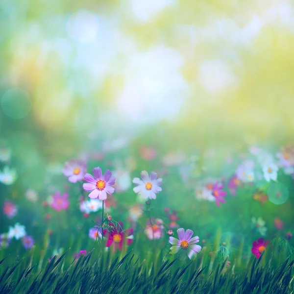 Beauty summer meadow — Stock Photo, Image