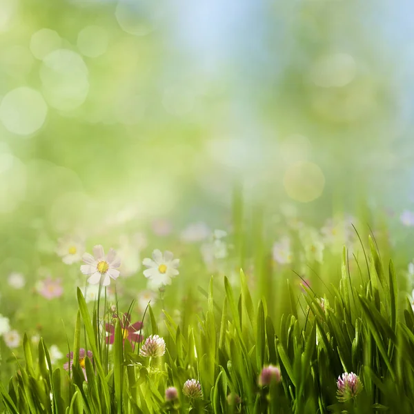 美夏の草原 — ストック写真