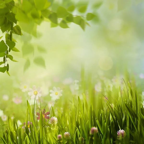 Skönhet sommaräng — Stockfoto