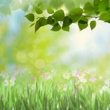  çiçek açan çiçekler ve ağaç yaprakları