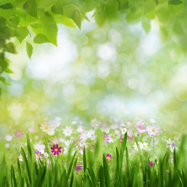  çiçek açan çiçekler ve ağaç yaprakları