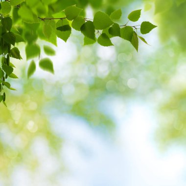 kayın ağacı yaprakları kenarlık