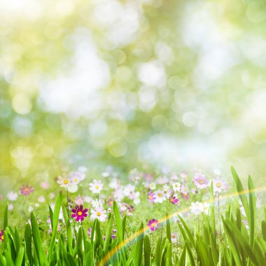 Çiçek açan çiçekler ile manzara