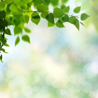 kayın ağacı yaprakları kenarlık