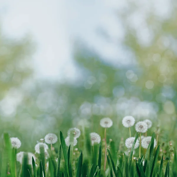 白いタンポポの花 — ストック写真