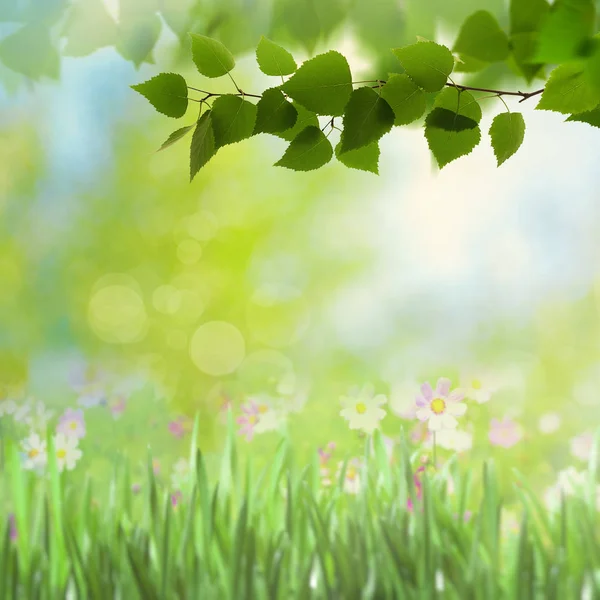  çiçek açan çiçekler ve ağaç yaprakları