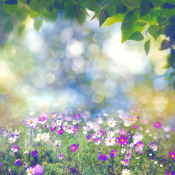 花が咲くと葉 — ストック写真