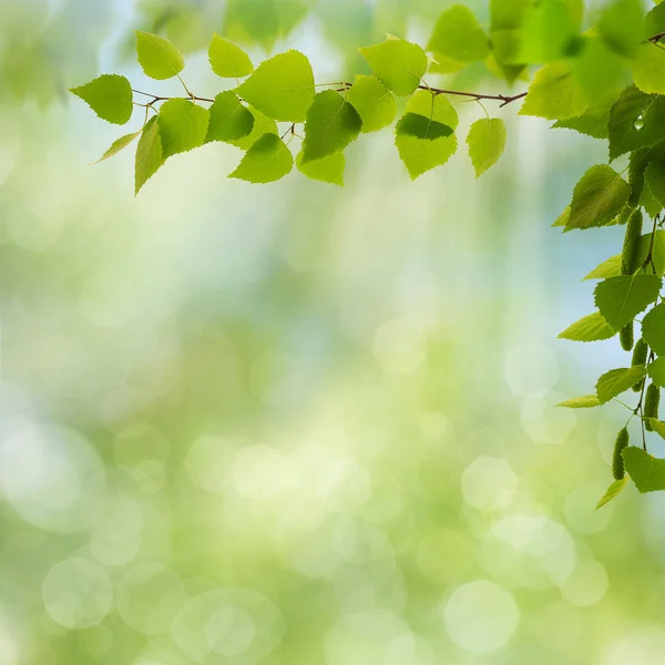 Beech tree bladeren grens — Stockfoto