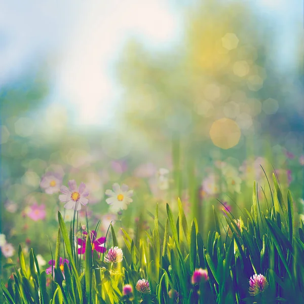 Paesaggio con fiori in fiore — Foto Stock