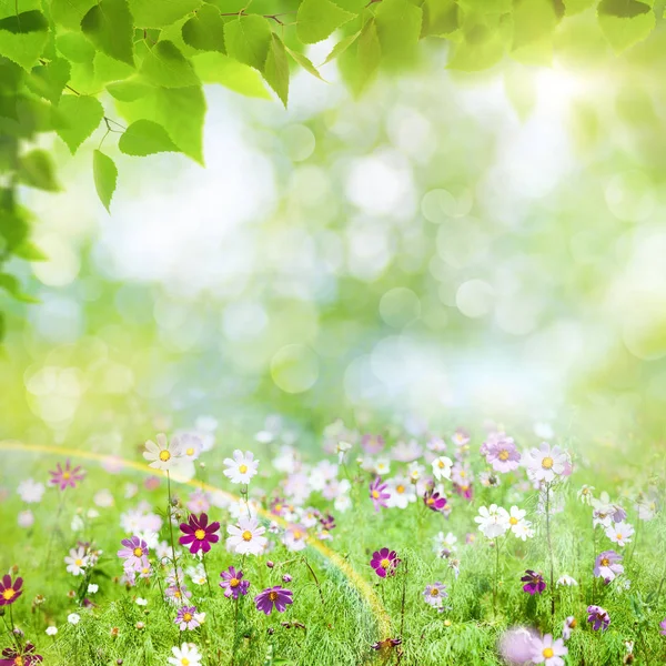 Fioritura fiori e foglie d'albero — Foto Stock