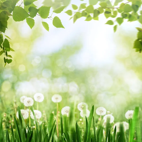 White dandelion flowers — Stock Photo, Image