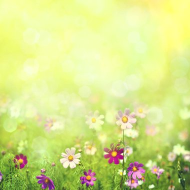 taze cosmos çiçekler