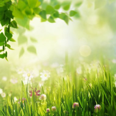 taze cosmos çiçekler