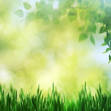 Huş ağacı dalı ve yeşil çimen