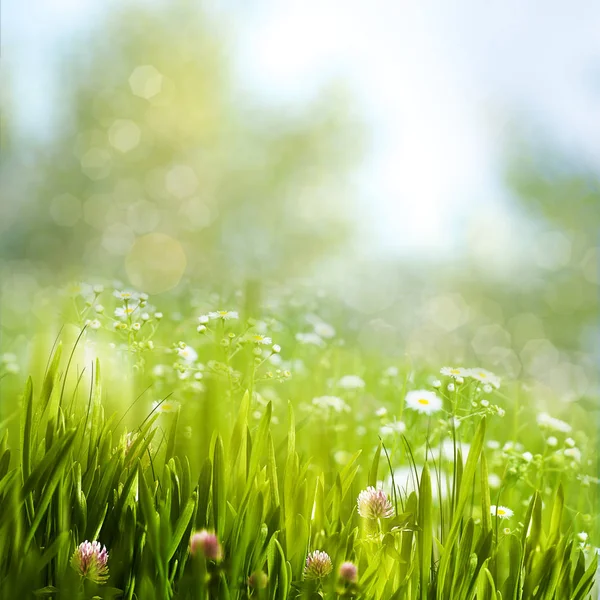 Daisy blommor och grönt frodigt gräs — Stockfoto