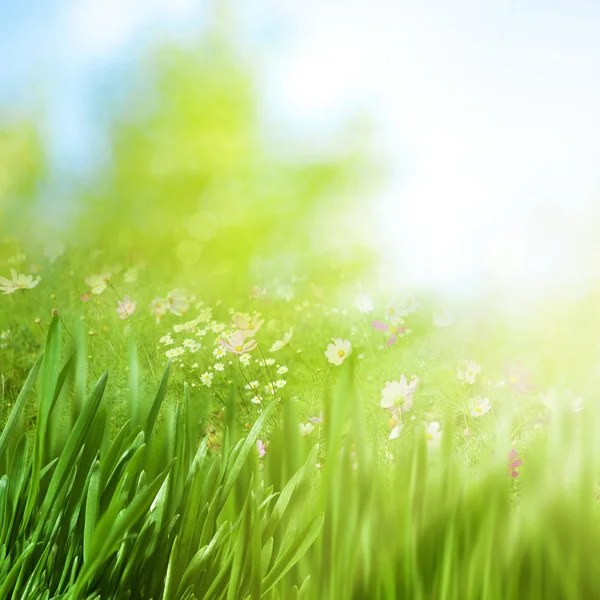 Papatya çiçekler ve yeşil yemyeşil çim — Stok fotoğraf