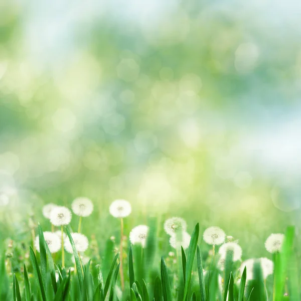 Erba verde e denti di leone — Foto Stock