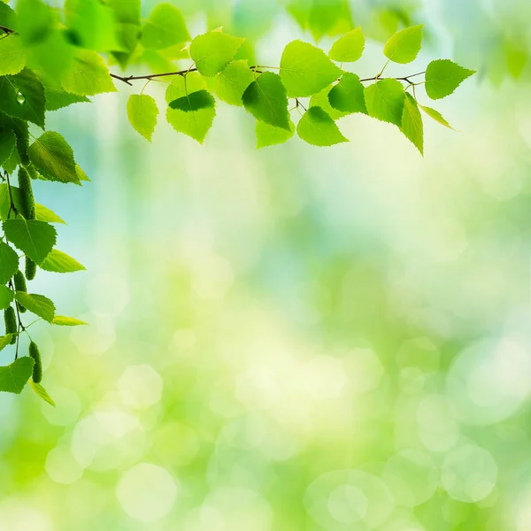 Birch tree branch — Stock Photo, Image