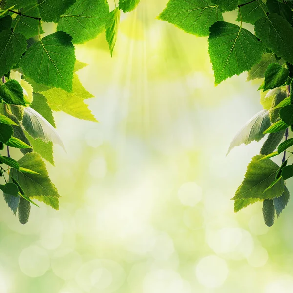 Birch tree branch — Stock Photo, Image