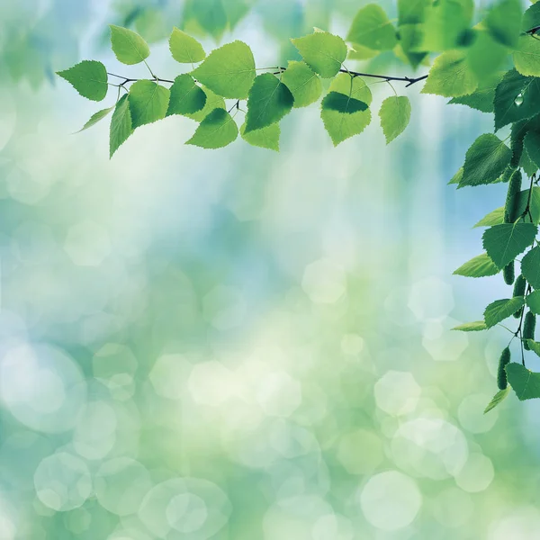 Groene zomer bladeren — Stockfoto