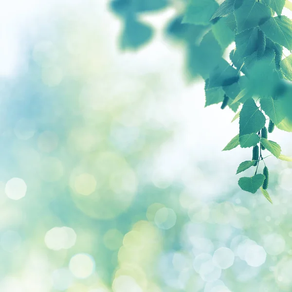 Green summer leaves — Stock Photo, Image