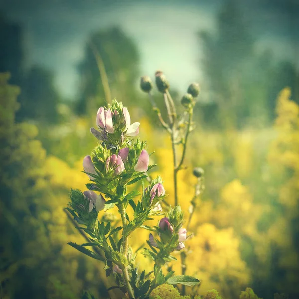 Fleurs sauvages sur prairie d'été — Photo