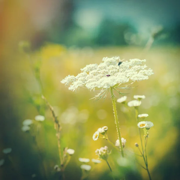 Paisaje de verano con flores silvestres — Foto de Stock