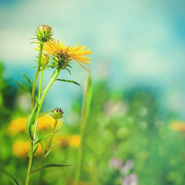 Summer landscape with wild flowers — Stock Photo, Image