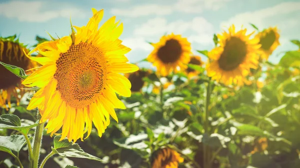 Landelijke, achtergrond, bloeiende, zonnebloem, — Stockfoto