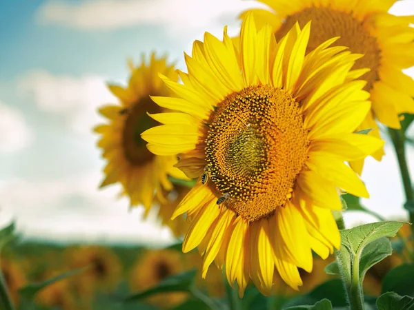 Landelijke, achtergrond, bloeiende, zonnebloem, — Stockfoto