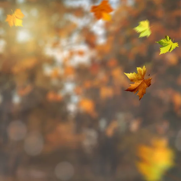 Beautiful seasonal background with fallen leaves — Stock Photo, Image