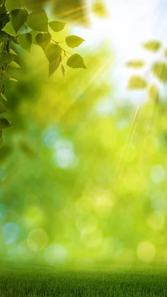 明るい葉とボケ味を持つ面白い季節パノラマ バナー — ストック写真
