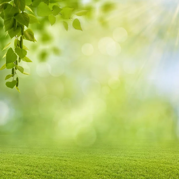 Milieux Saisonniers Drôles Avec Feuillage Lumineux Bokeh Clair — Photo