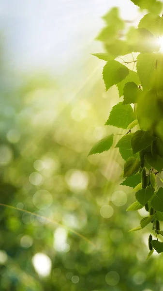 Vicces Szezonális Panorámás Banner Világos Lombozat Bokeh — Stock Fotó