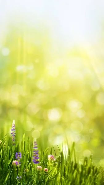 Bannière Panoramique Saisonnière Drôle Avec Feuillage Lumineux Fleurs Bokeh — Photo