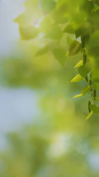 Sezónní Panoramatické Banner Jasně Rozmazané Listoví Bokeh — Stock fotografie